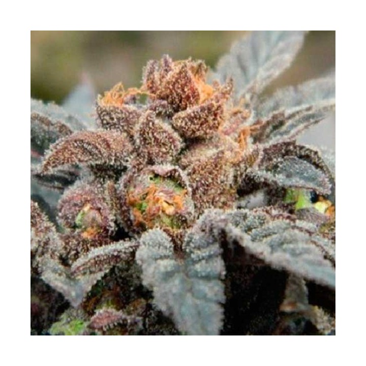 Orange Berry Regular de Apothecary Genetics