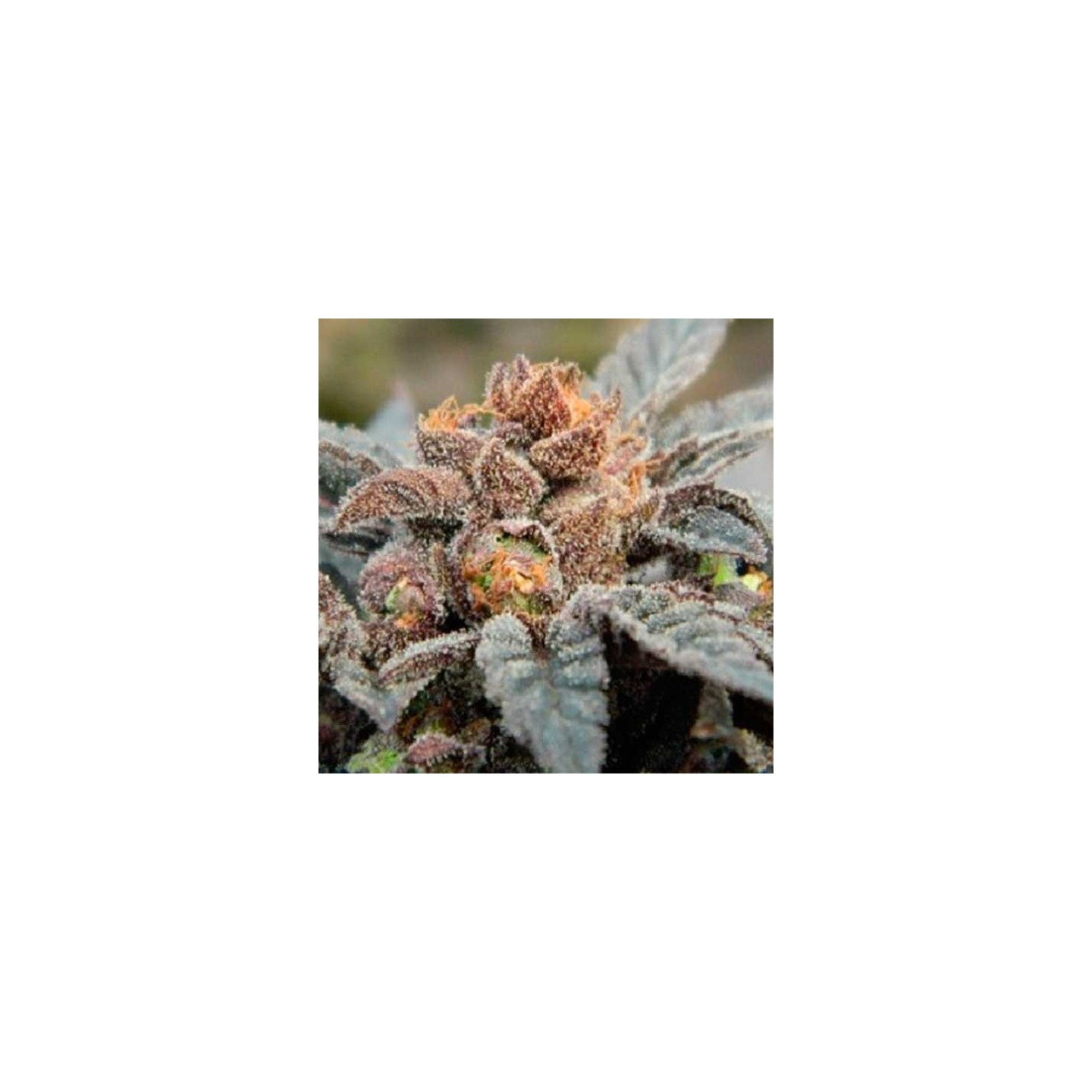 Orange Berry Regular de Apothecary Genetics