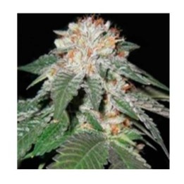 Pink Berry Regular de Apothecary Genetics