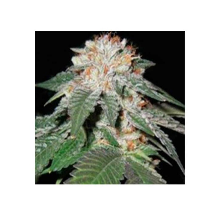 Pink Berry Regular de Apothecary Genetics