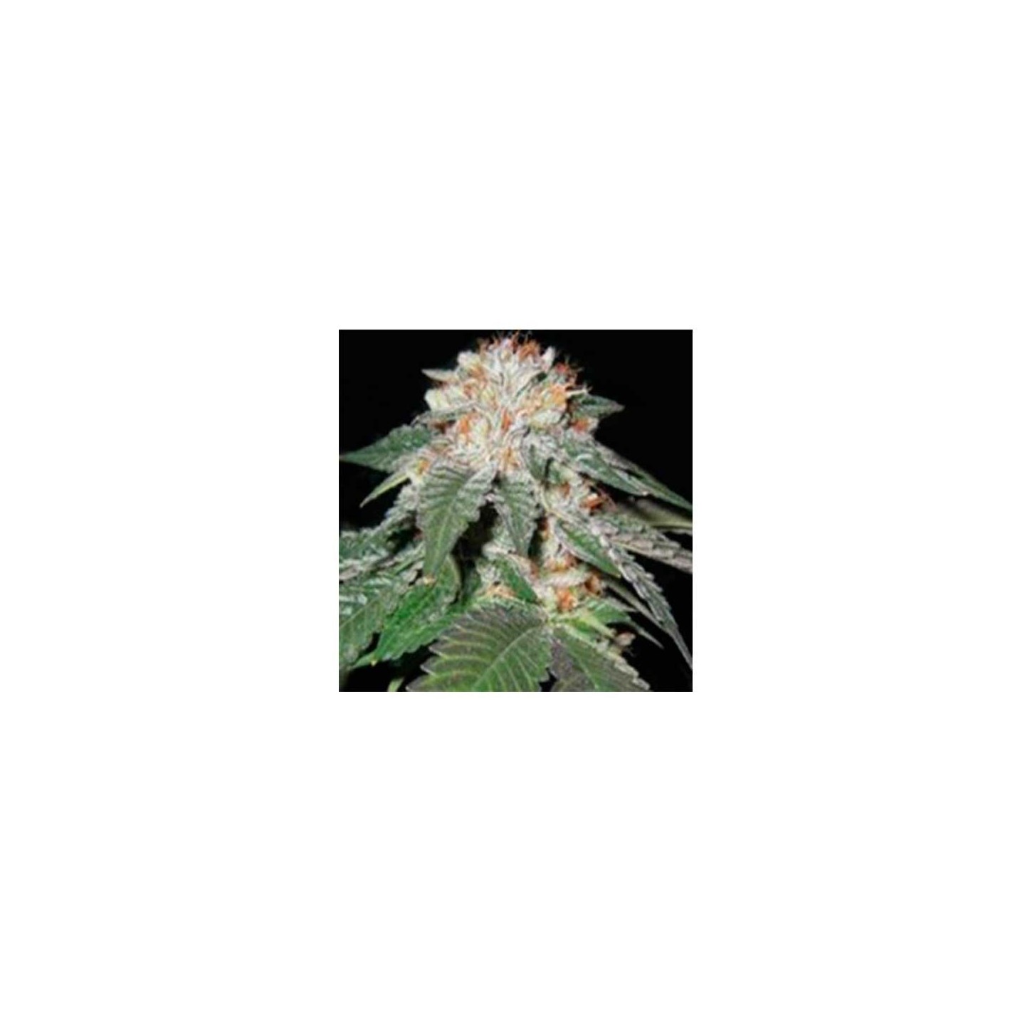 Pink Berry Regular de Apothecary Genetics