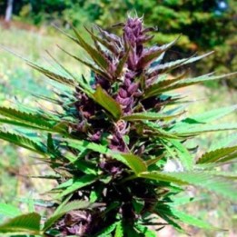 Rainbow Sherbet Regular de Apothecary Genetics