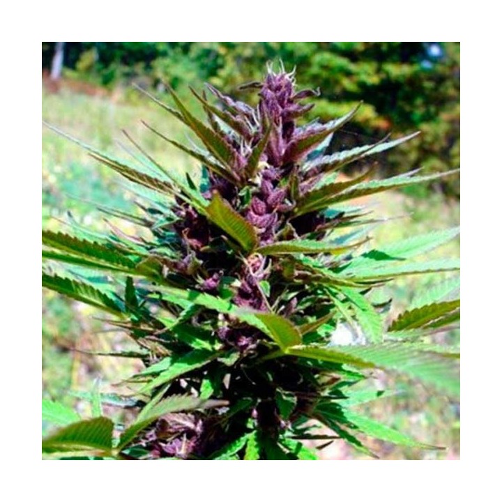Rainbow Sherbet Regular de Apothecary Genetics