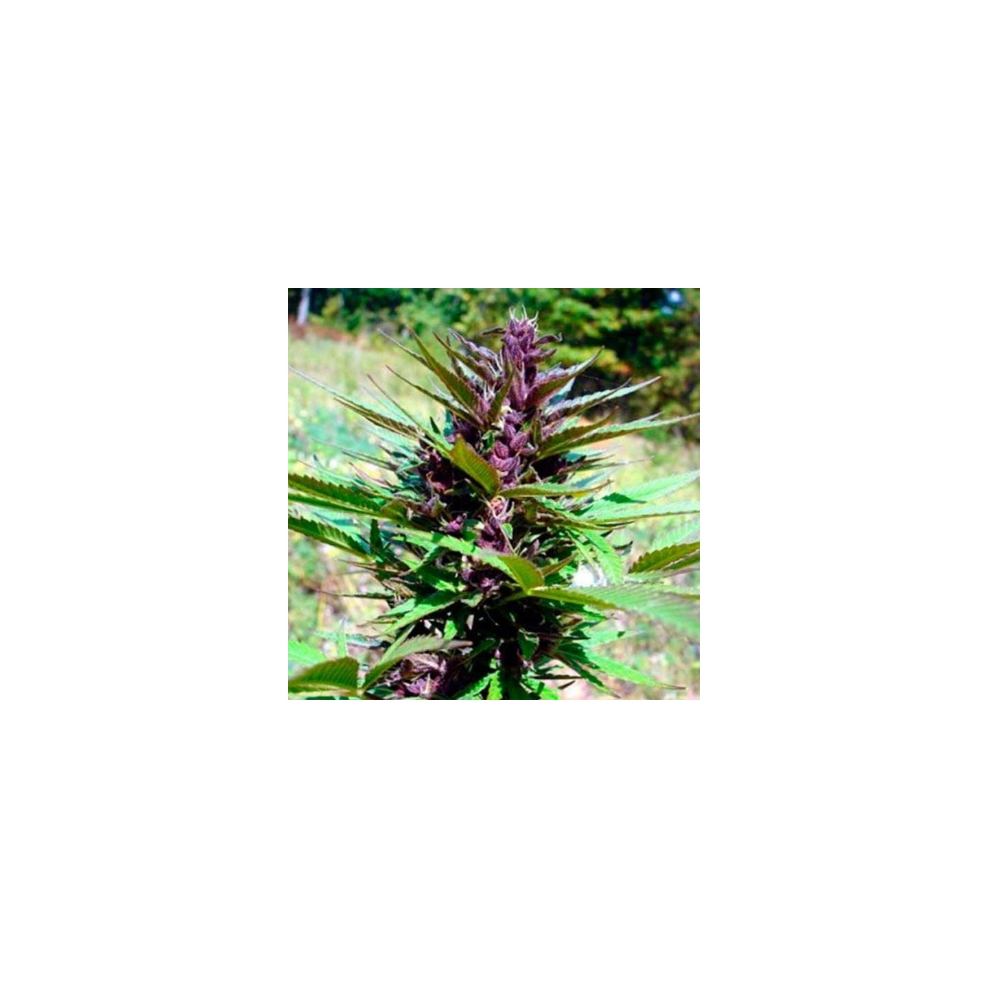 Rainbow Sherbet Regular de Apothecary Genetics