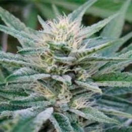 Rascal Og Regular de Apothecary Genetics