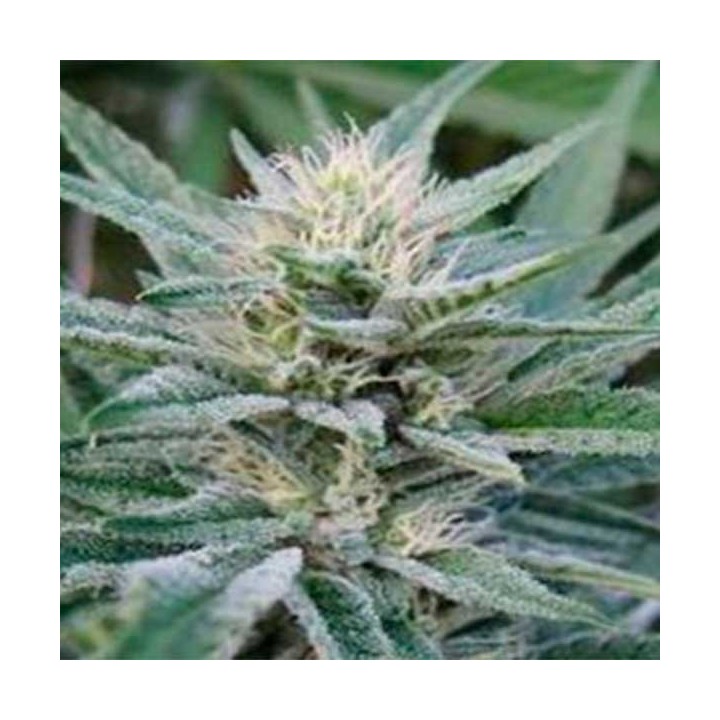 Rascal Og Regular de Apothecary Genetics
