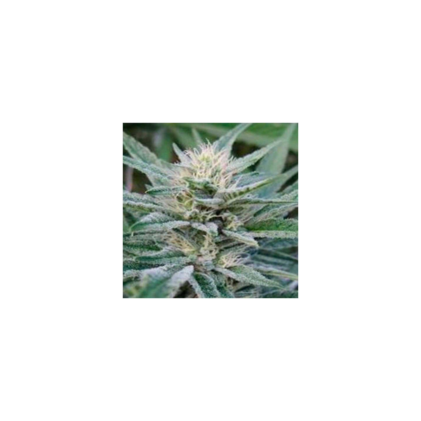 Rascal Og Regular de Apothecary Genetics