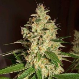 Raspberry Og Regular de Apothecary Genetics