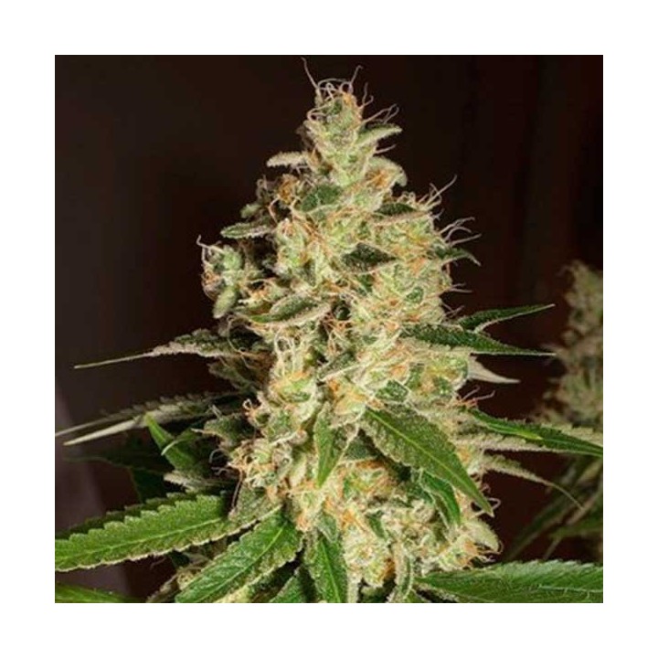 Raspberry Og Regular de Apothecary Genetics