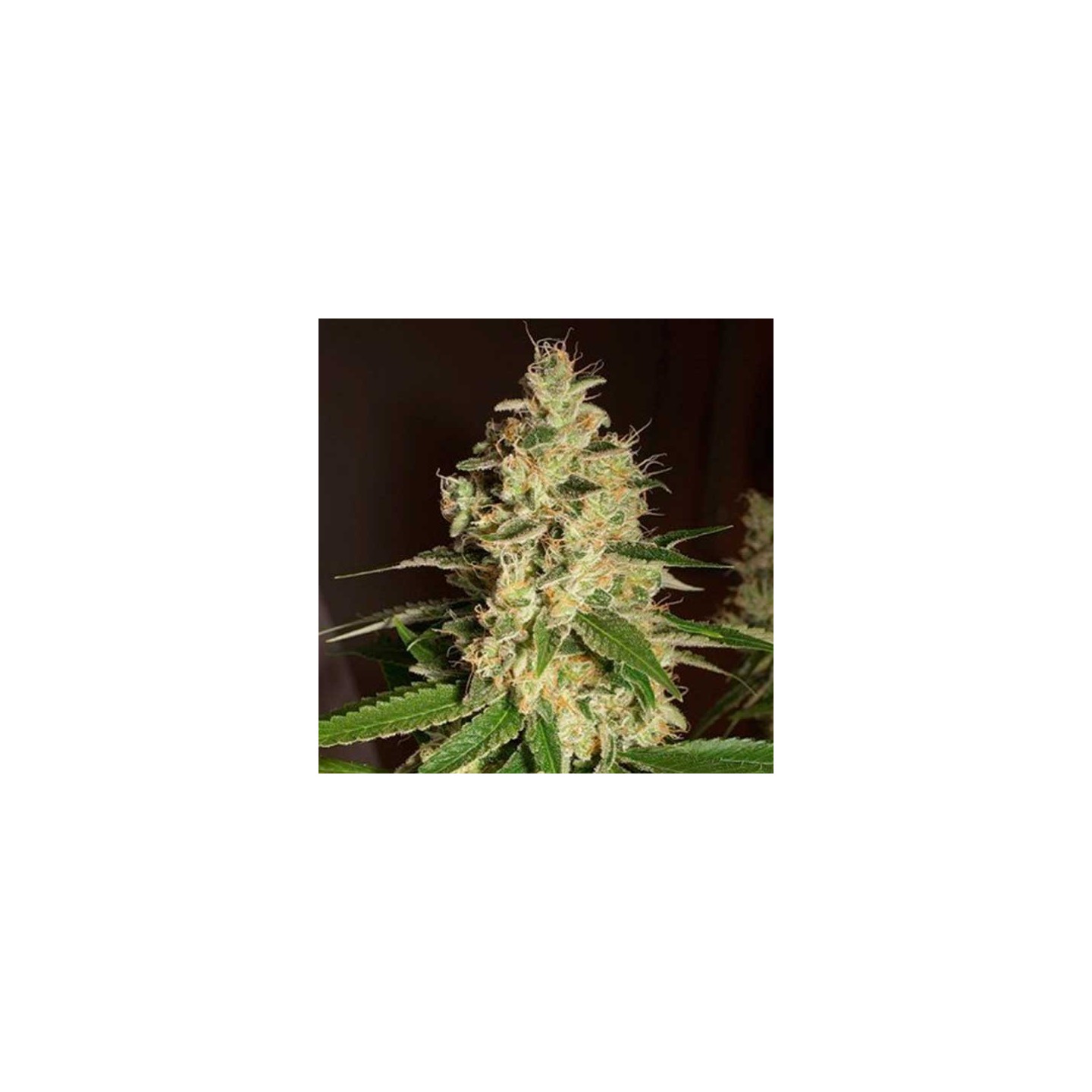 Raspberry Og Regular de Apothecary Genetics