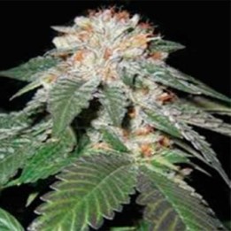 Regulator Og Regular de Apothecary Genetics
