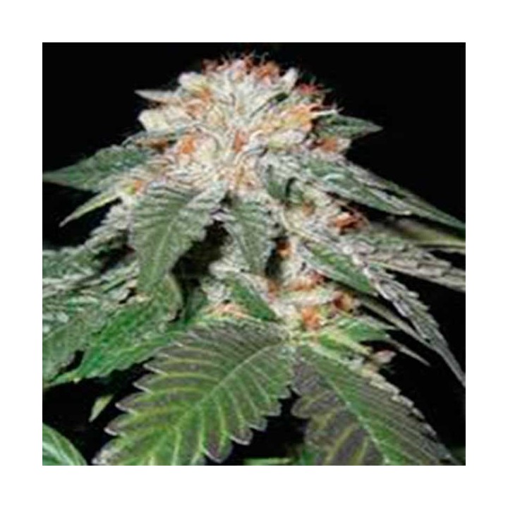 Regulator Og Regular de Apothecary Genetics