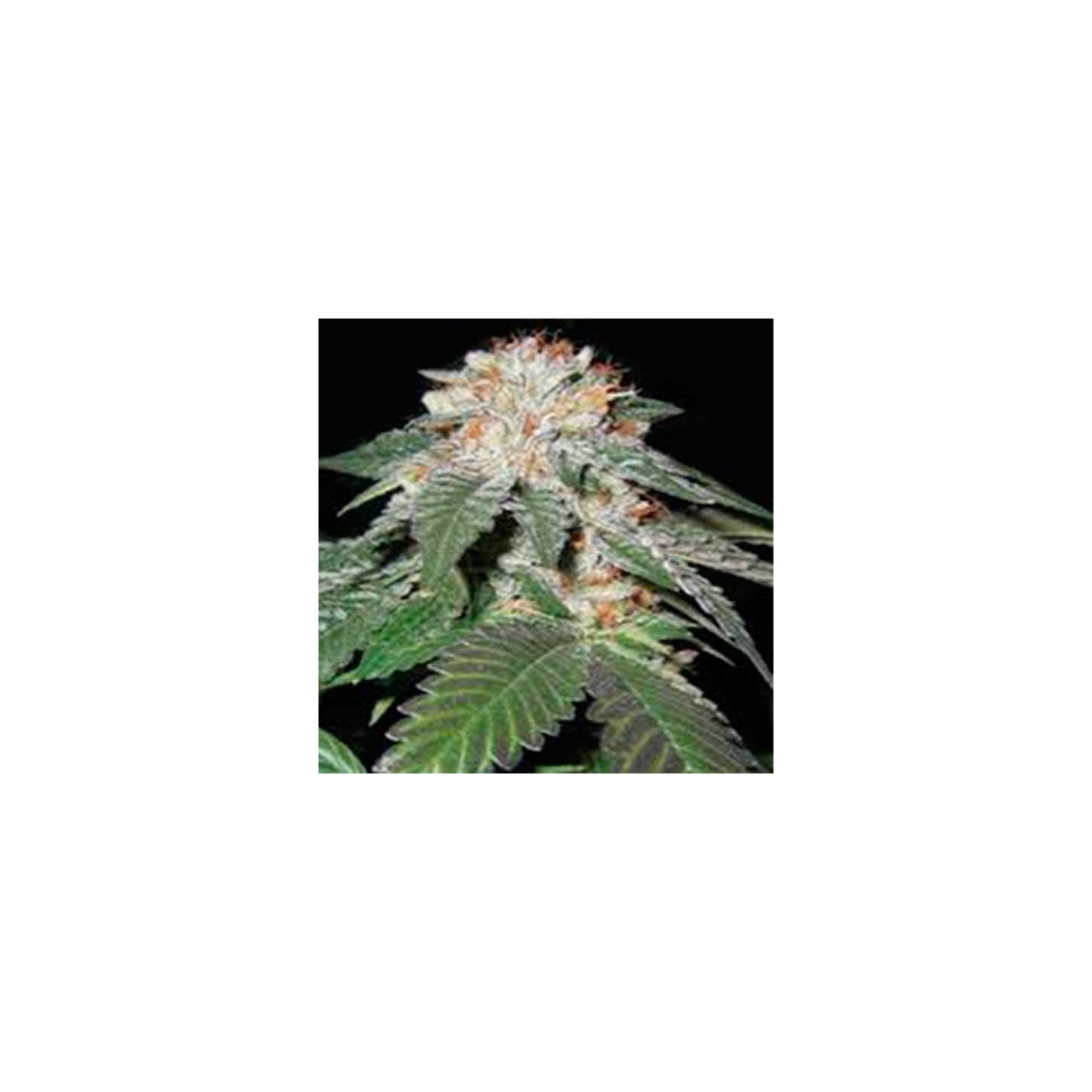 Regulator Og Regular de Apothecary Genetics