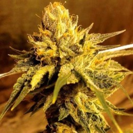 SFV Og Regular de Apothecary Genetics
