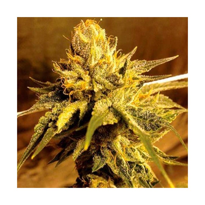 SFV Og Regular de Apothecary Genetics
