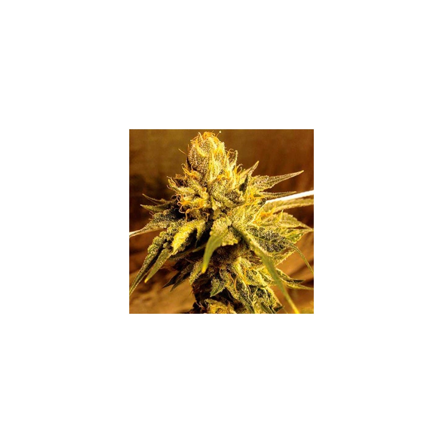 SFV Og Regular de Apothecary Genetics