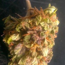Sour Berry Regular de Apothecary Genetics