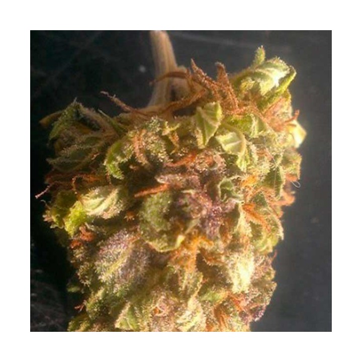 Sour Berry Regular de Apothecary Genetics