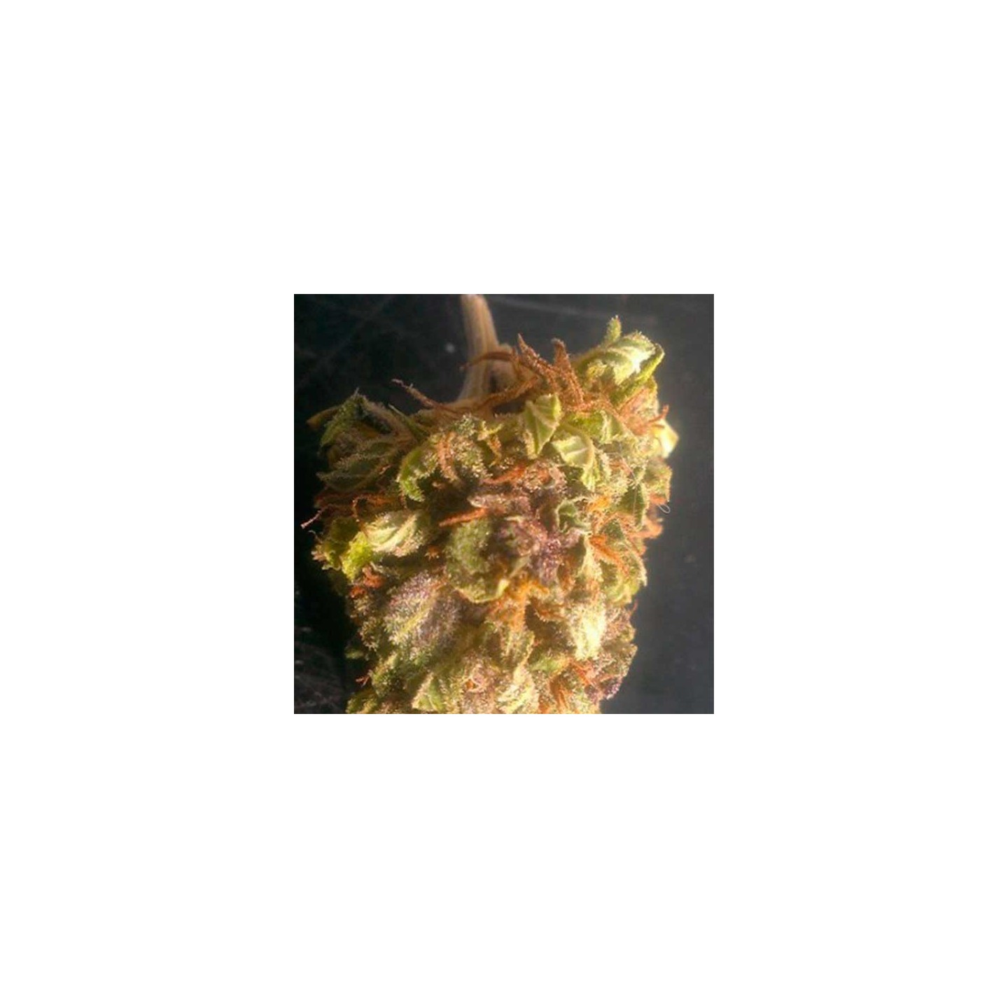 Sour Berry Regular de Apothecary Genetics