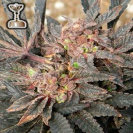 Sour Grapes Regular de Apothecary Genetics
