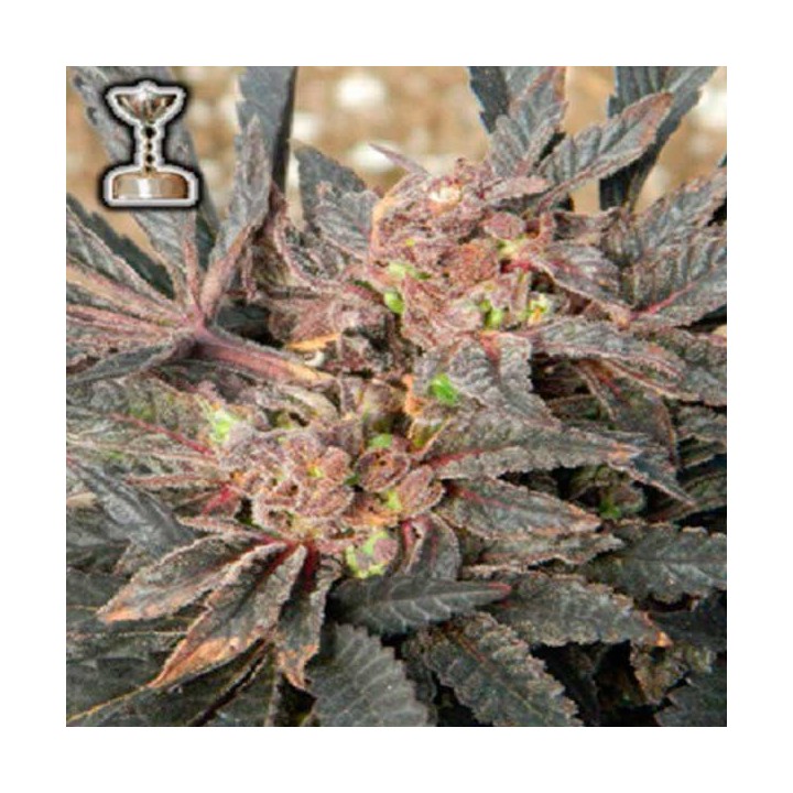Sour Grapes Regular de Apothecary Genetics