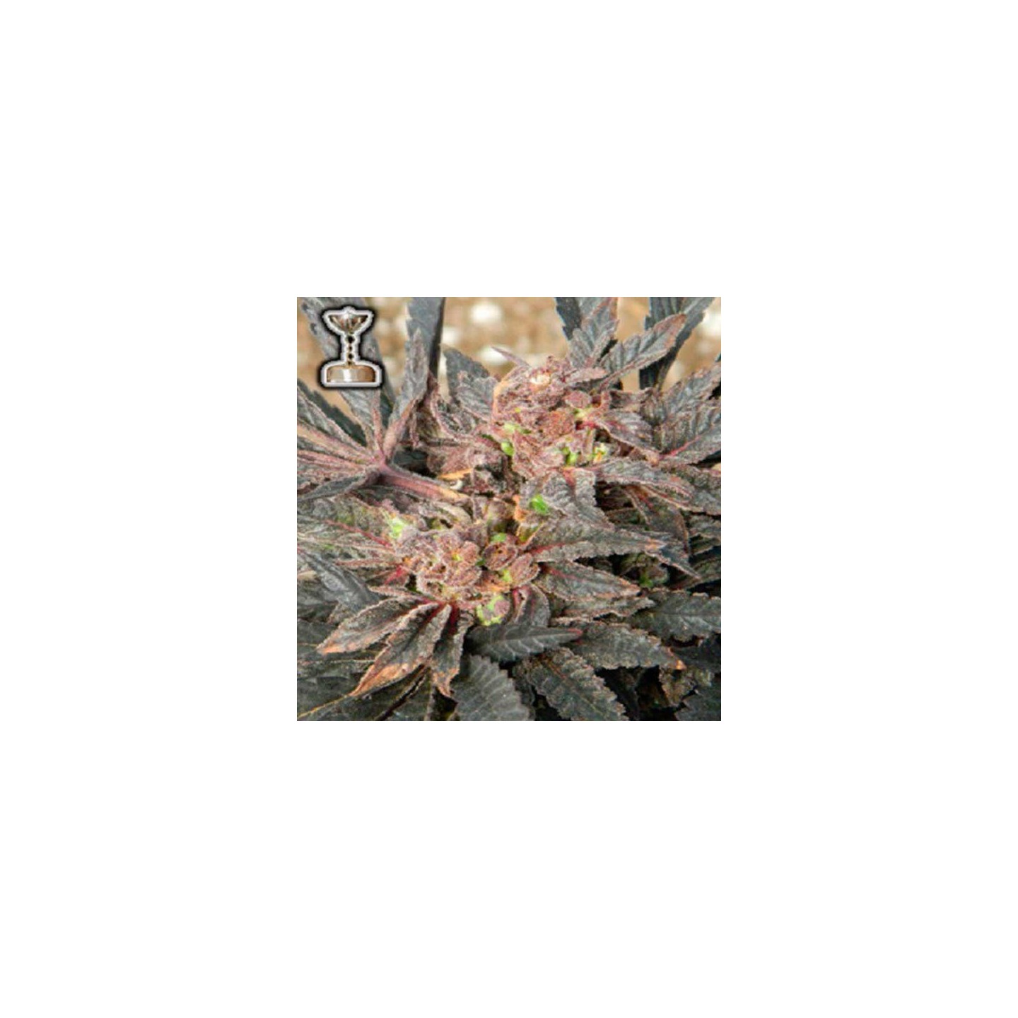 Sour Grapes Regular de Apothecary Genetics