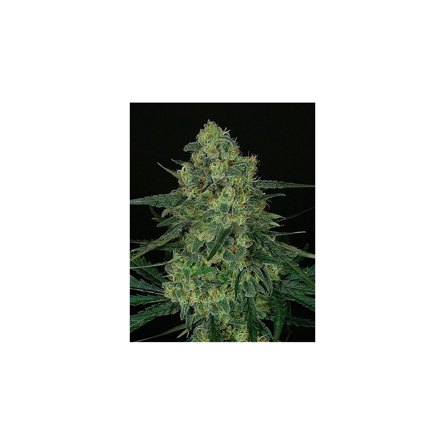 Criminal + Feminizada 5UD de Ripper Seeds