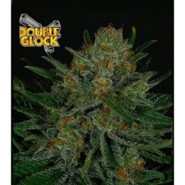 Double Glock Feminizada de Ripper Seeds