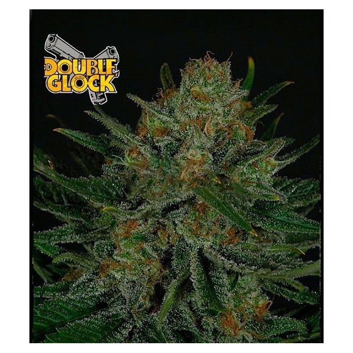 Double Glock Feminizada de Ripper Seeds