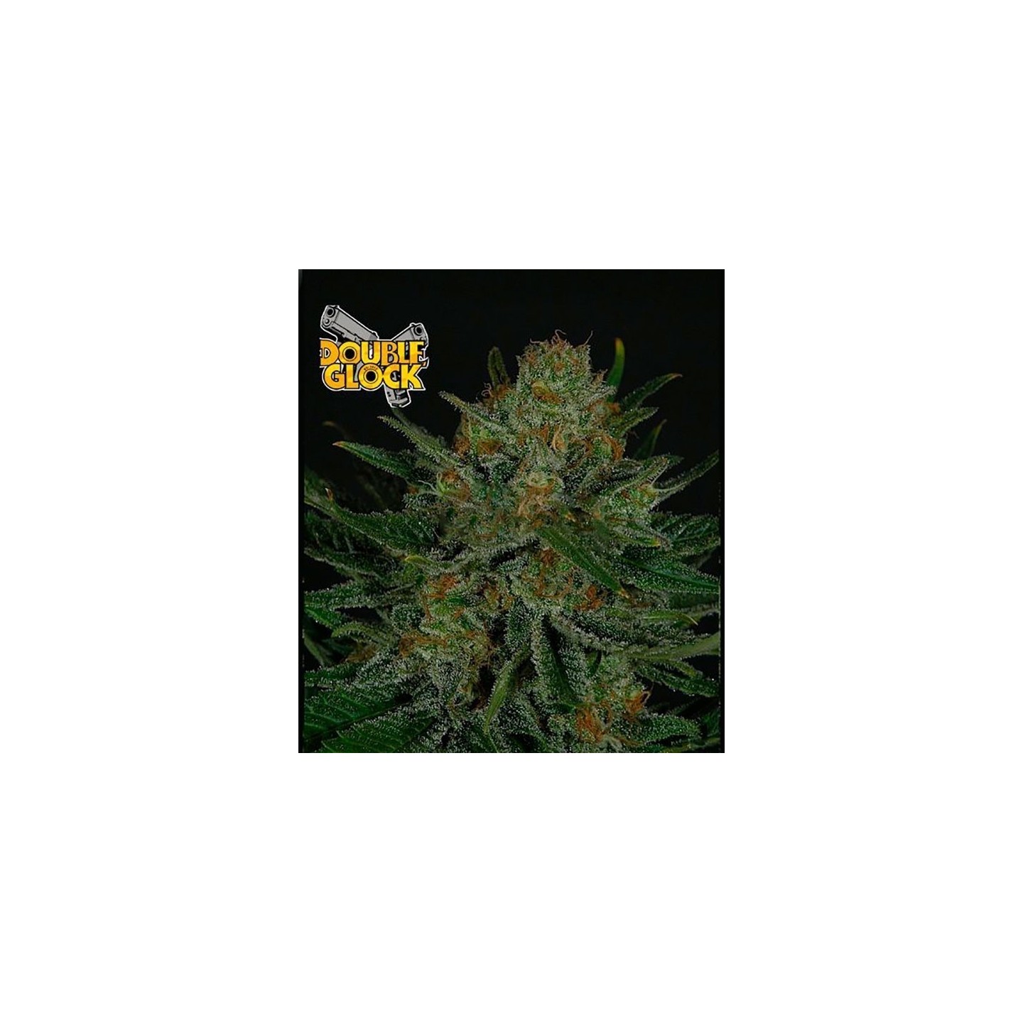 Double Glock Feminizada de Ripper Seeds