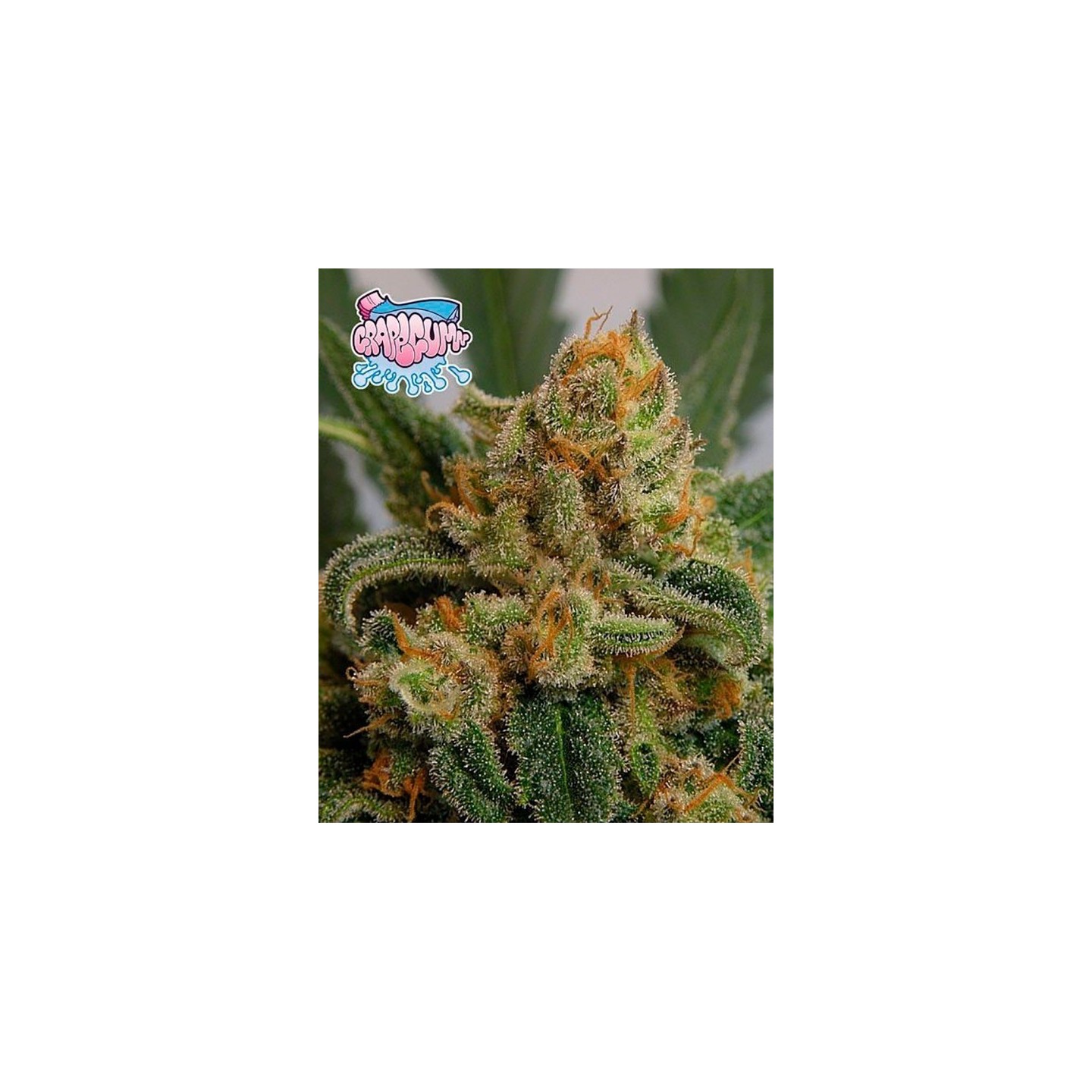 Grapegum Feminizada de Ripper Seeds