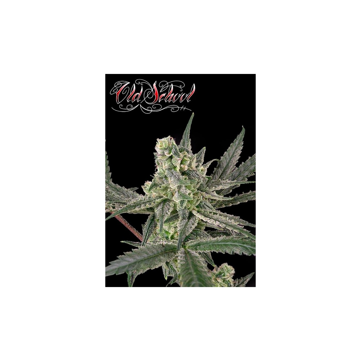 Old School Feminizada de Ripper Seeds