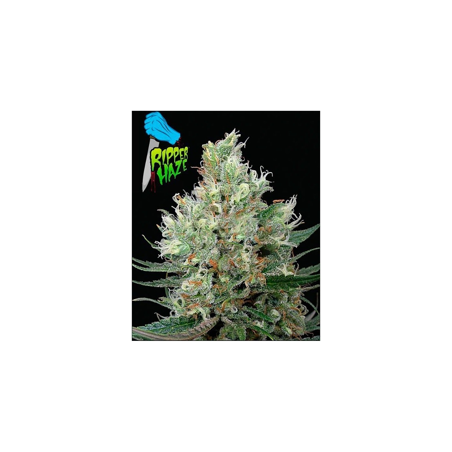 Ripper Haze Feminizada de Ripper Seeds