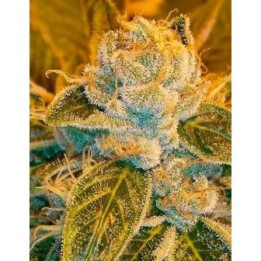Sour Ripper Feminizada de Ripper Seeds