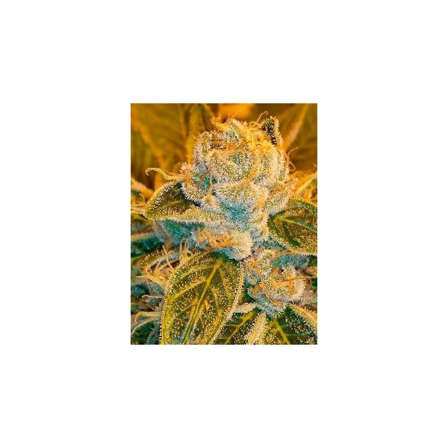 Sour Ripper Feminizada de Ripper Seeds