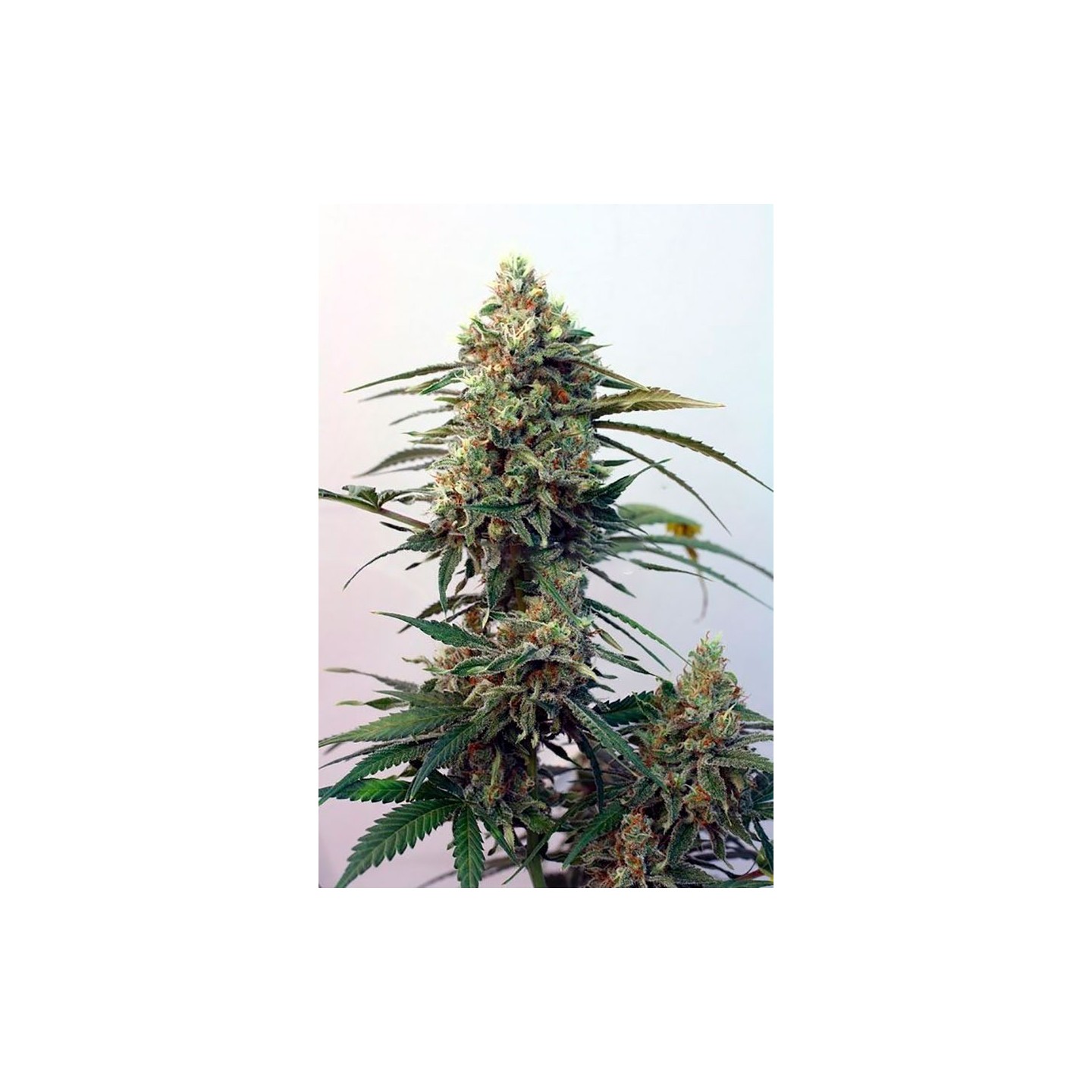 Toxic Feminizada de Ripper Seeds