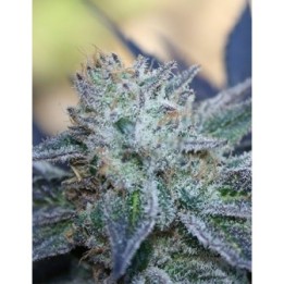 Washing Machine Feminizada de Ripper Seeds