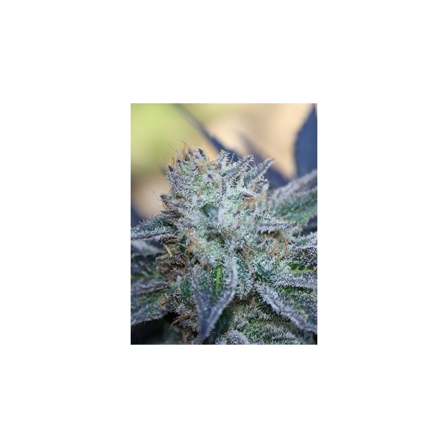 Washing Machine Feminizada de Ripper Seeds
