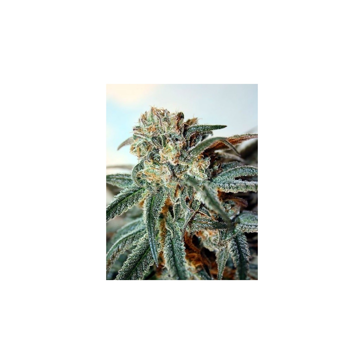 Zombie Kush Feminizada de Ripper Seeds