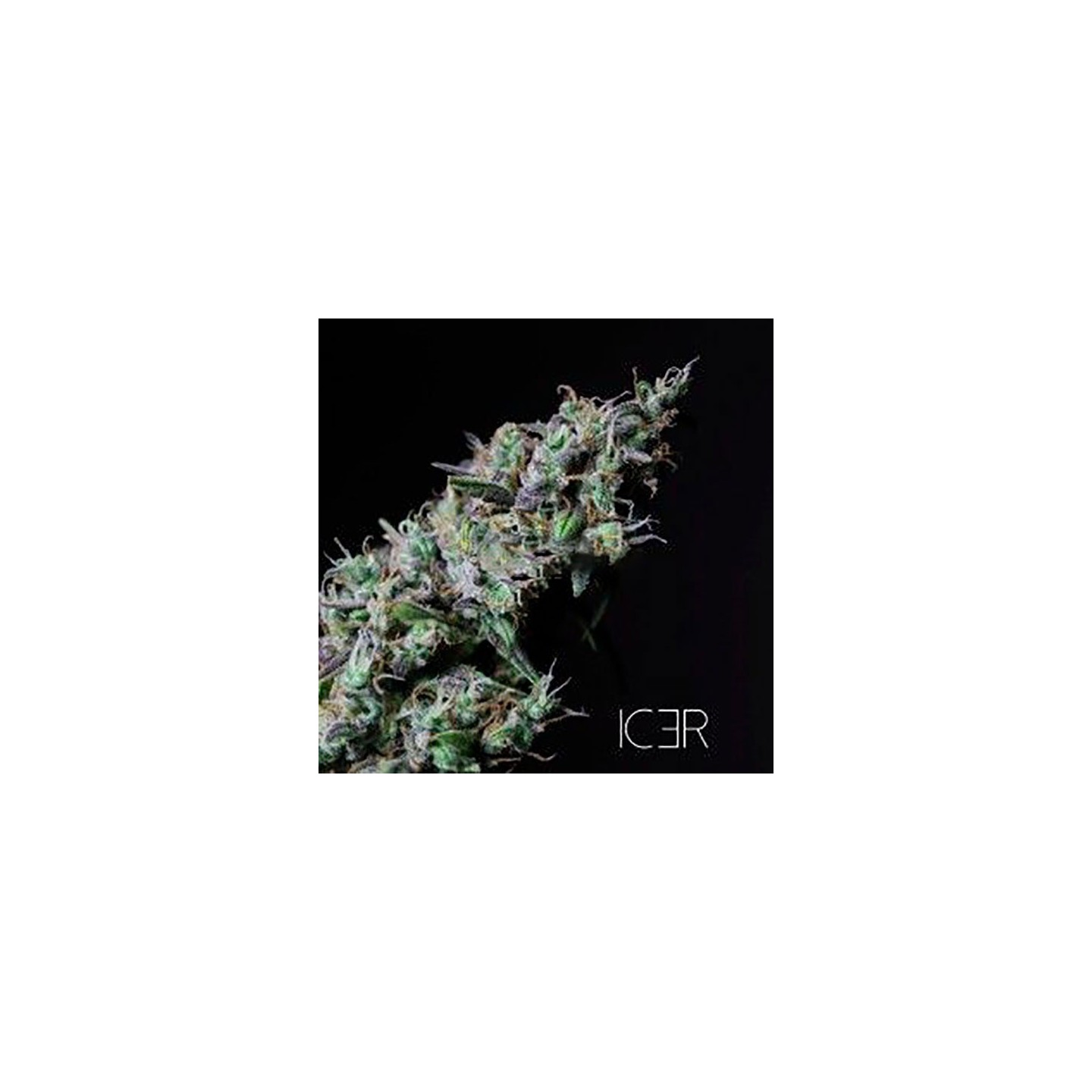 Icer Feminizada de R-Kiem Seeds