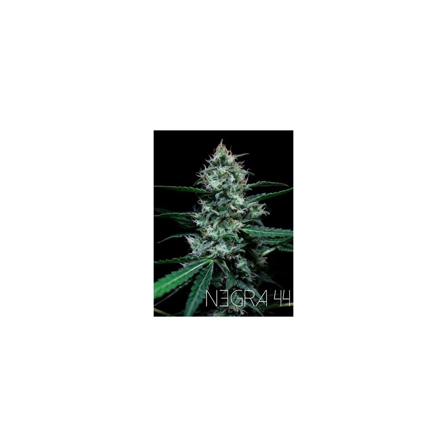 Negra 44 Feminizada de R-Kiem Seeds