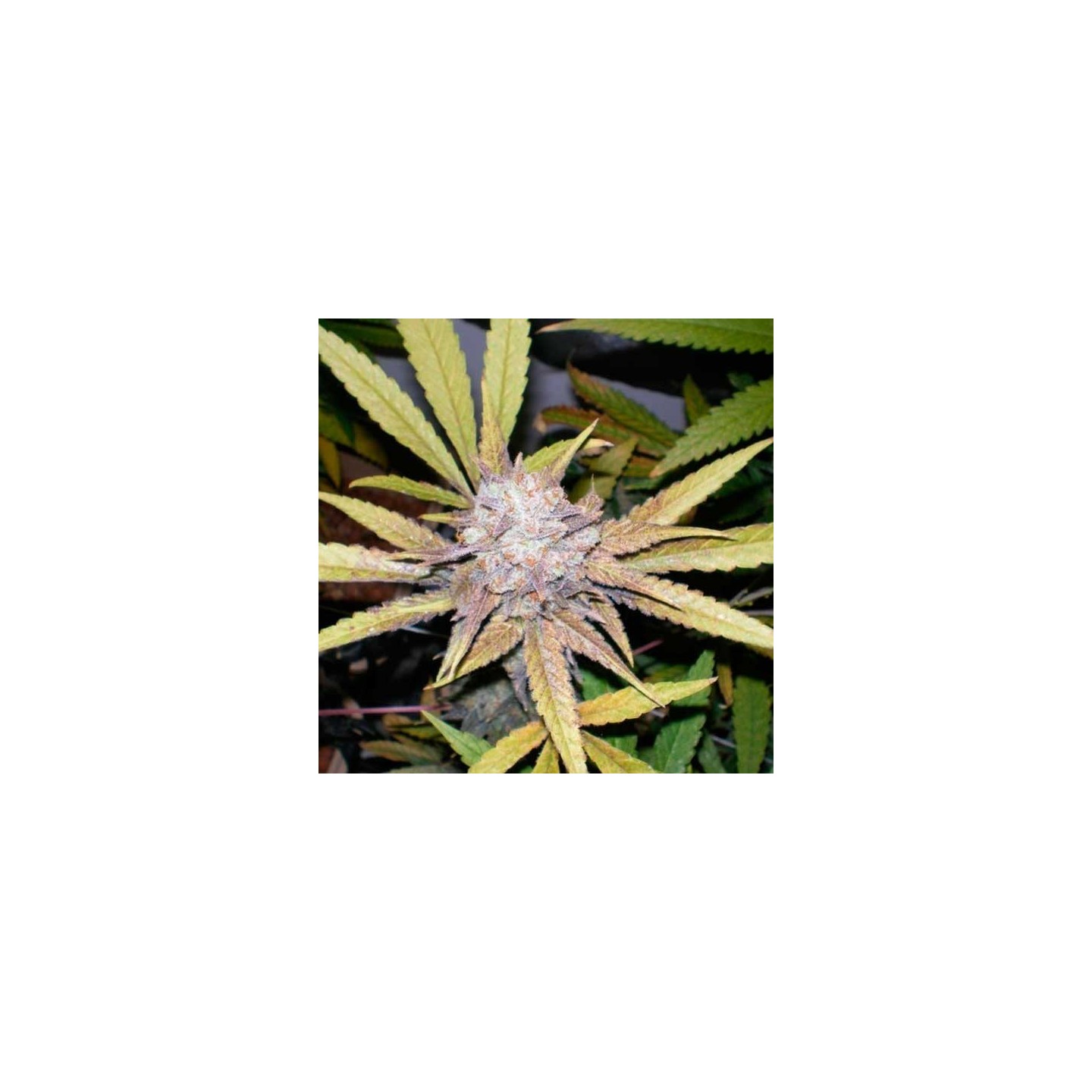 Melon Gum Autofloreciente Feminizada de Dr Underground