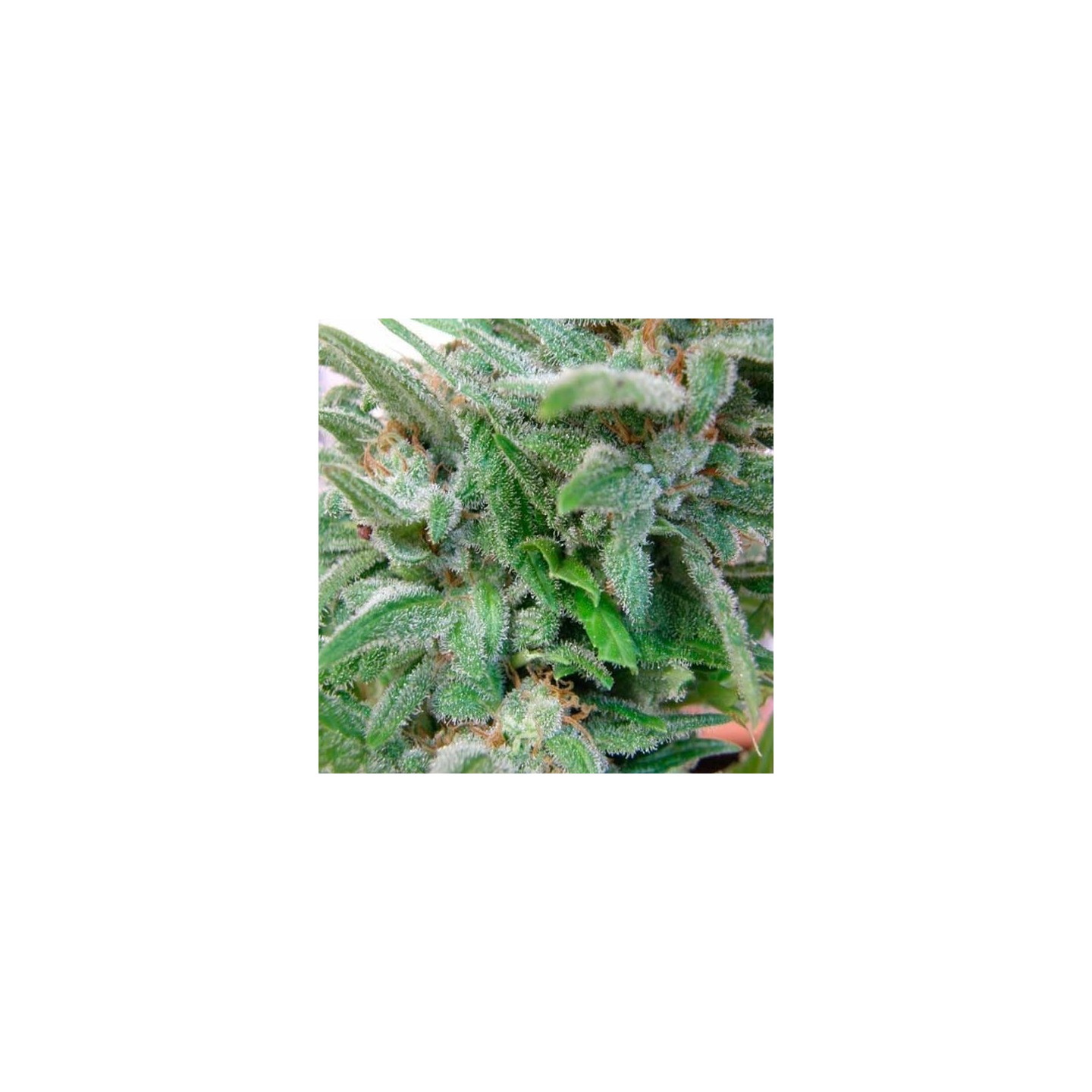 Brooklyn Mango Feminizada de Dr Underground