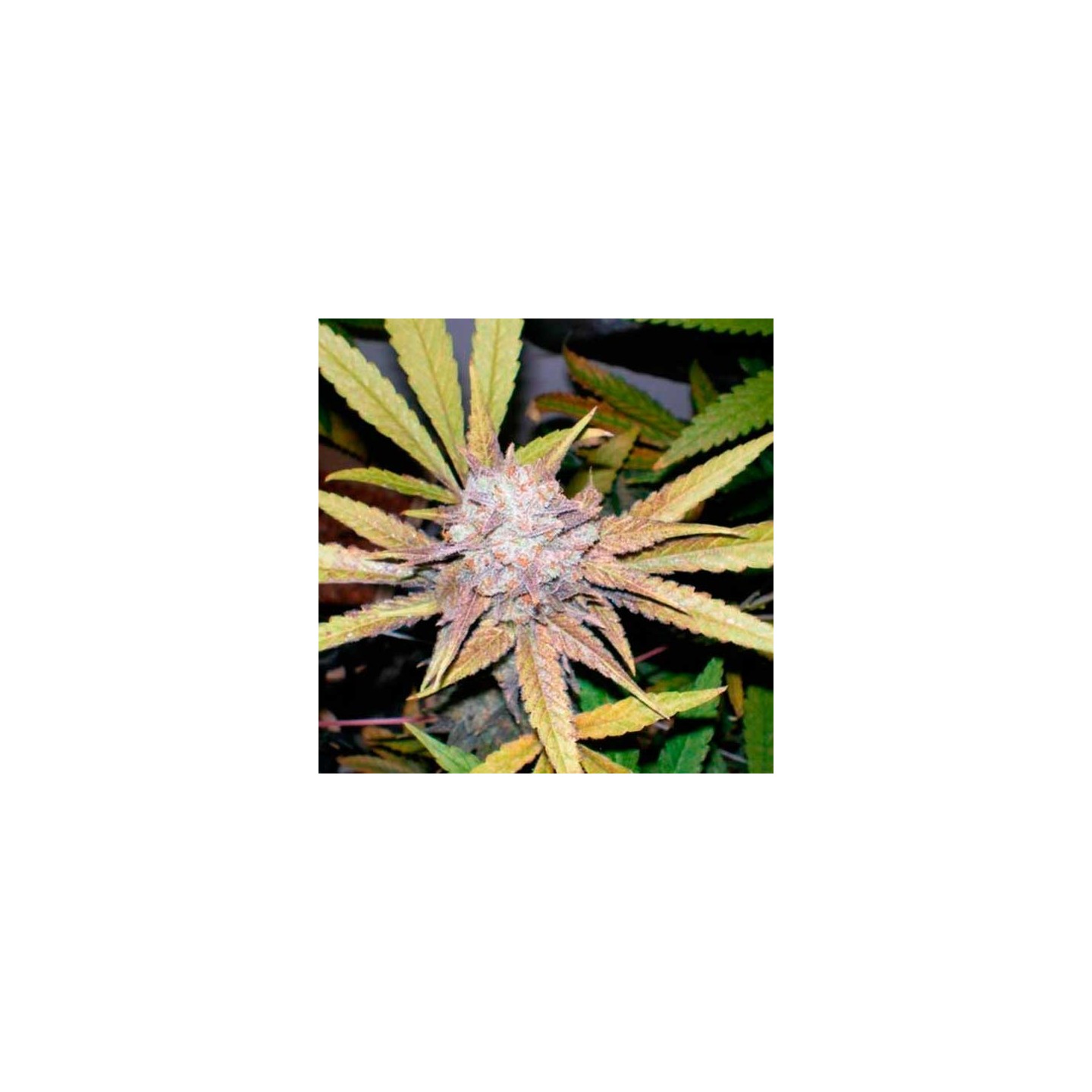 Melon Gum Feminizada de Dr Underground