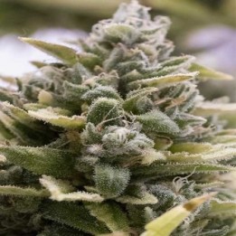 Og Kush Autofloreciente Feminizada de Original Sensible