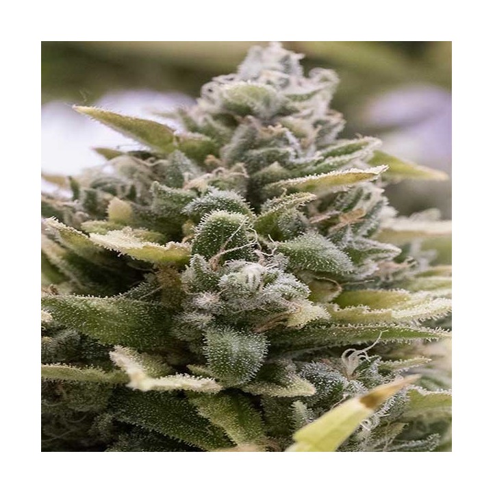 Og Kush Autofloreciente Feminizada de Original Sensible