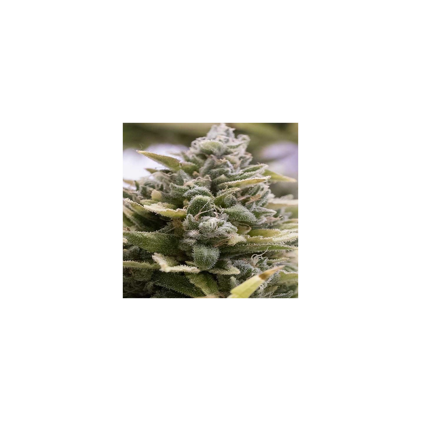 Og Kush Autofloreciente Feminizada de Original Sensible