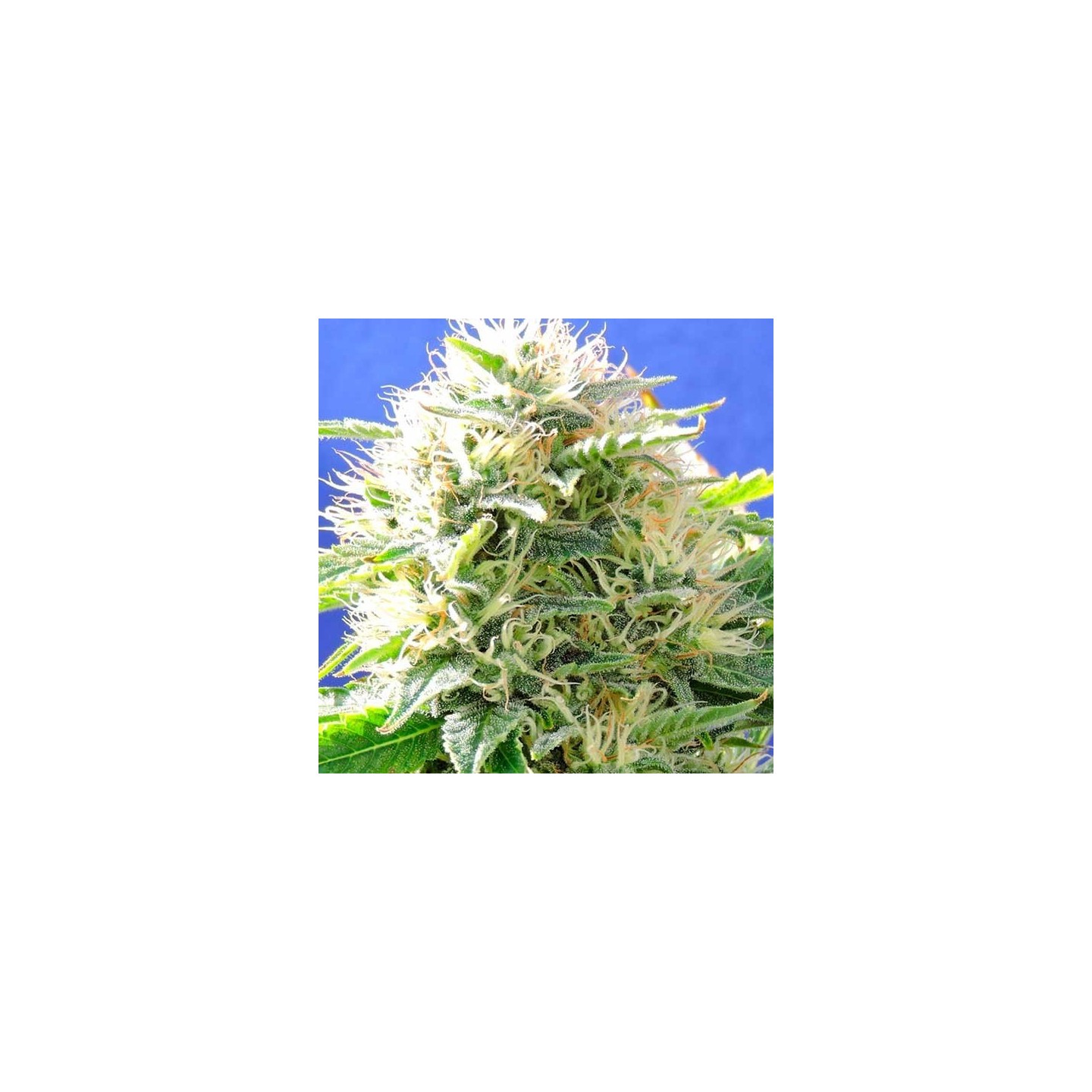 Black Destroyer Feminizada de Original Sensible