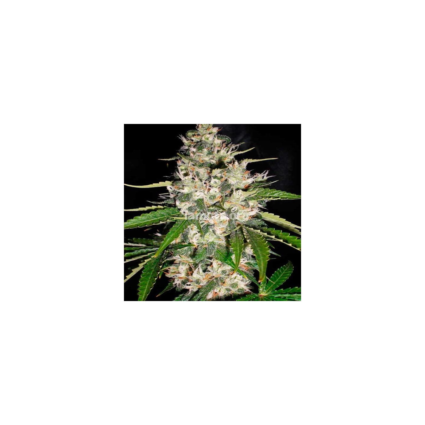 Black Gum Feminizada de Original Sensible
