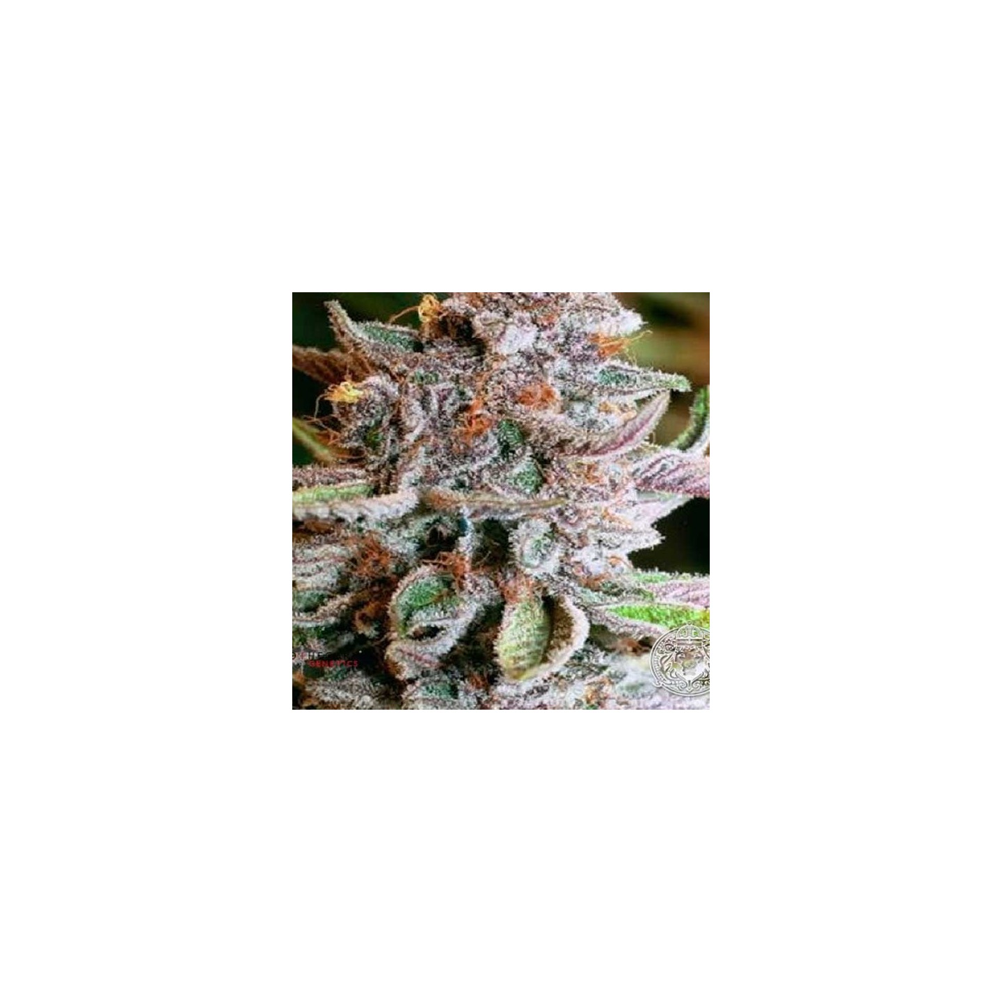 Blueberry Ghost Og Feminizada de Original Sensible